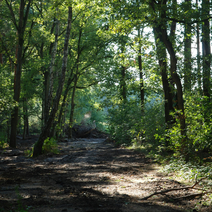 Retreat Experiences